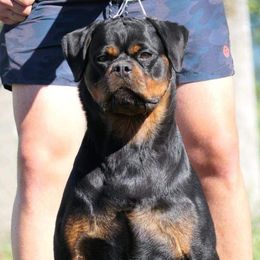 ANA - Rottweiler