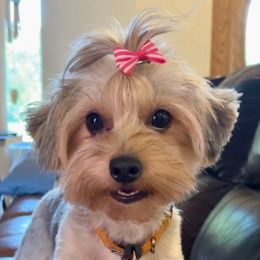 Layla - Yorkshire Terrier