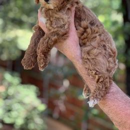Green - Red  female Poodle puppy in Dallas, Texas from Infinity Poodles