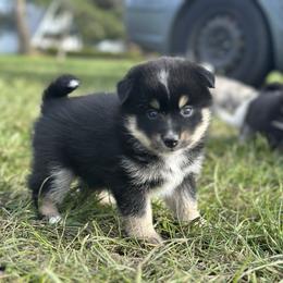 Zeus - Black and white male Pomsky puppy in Oak Harbor, Washington from Island Pomskies