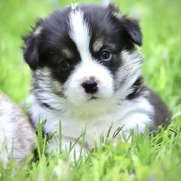 Pembroke Welsh Corgi Puppies from Cosmere Corgis