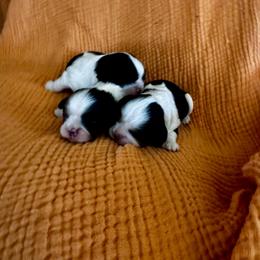 Cavalier King Charles Spaniel puppies from Amy’s Puppy Tzu