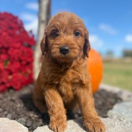 Cash - Red  male Goldendoodle puppy in Statesville, North Carolina from Ashley's Doodles