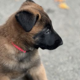 Belgian Malinois Puppies from MonStar Malinois