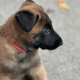 Belgian Malinois Puppies from MonStar Malinois