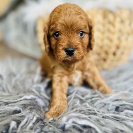 Jack - Red male Cavapoo puppy in Red Mills, Virginia from Padgetts Hill Puppies