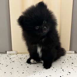 Boy 4 (Reserved) - Pomeranian puppy in Abilene, Texas from Blessedpoms