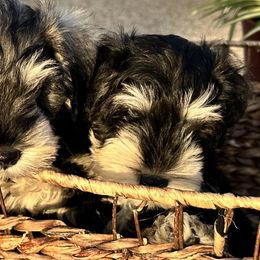 Miniature Schnauzer Puppies from Adrienne Exum