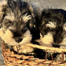 Miniature Schnauzer Puppies from Adrienne Exum