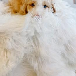 Honey Ham - Fawn and white male Sheepadoodle puppy in Republic, Missouri from DOOD & Co