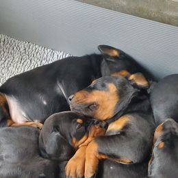 Beagle and Doberman Pinscher Puppies from Desert Mountain Canines