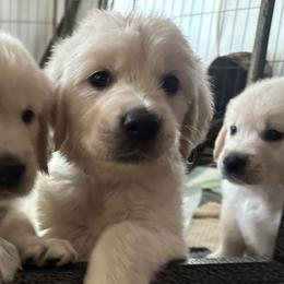 Goldendoodles and Golden Retrievers from Creamy Retrievers