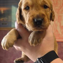 Simple Man - Dark golden male Golden Retriever puppy in Princeton, Minnesota from Bewitched Goldens