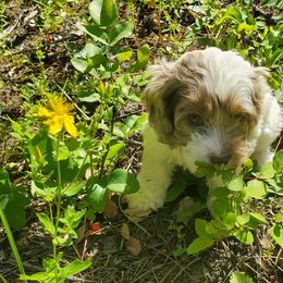 Cockapoo Puppies from Linda's Cockapoos