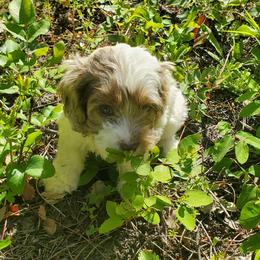 Cockapoo Puppies from Linda's Cockapoos