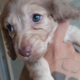 Dachshund Puppies from Nikas Baby Beanz LH Dachshunds