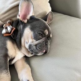 French Bulldogs from Superior Blue French Bulldogs