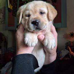 Boy 2 - Bo - Light Yellow Male - Yellow male Labrador Retriever puppy in Latrobe, Pennsylvania from Stone Shoe Ranch Labrador Retrievers