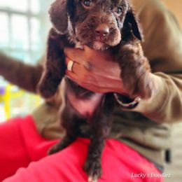 Goldendoodle Puppies from Lucky's Doodlez