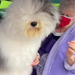 Old English Sheepdogs from Dea's Old English Sheepdogs