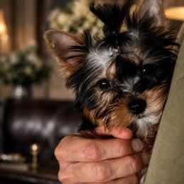 Margaret - Black and gold female Yorkshire Terrier puppy in Wileyville, West Virginia from Hunting Hills Petit Luxe Babydolls