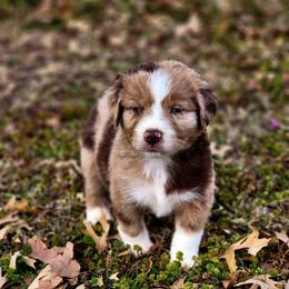 Ribaldi - Full Tail - 2 Blue Eyes - Red merle male Miniature Australian Shepherd puppy in Mc Alester, Oklahoma from Angel's Aussies