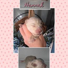 Hannah 3000 - Cream female Dachshund puppy in Gatesville, Texas from CJ's Dach Dynasty