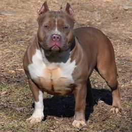 Livy - American Bully