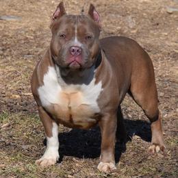 Livy - American Bully