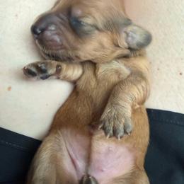 Sandy - Red female Dachshund puppy in Madisonville, Texas from Little B’s Dachshund Farm