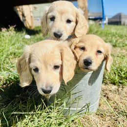 Dachshund Puppies from Lala’s Pups