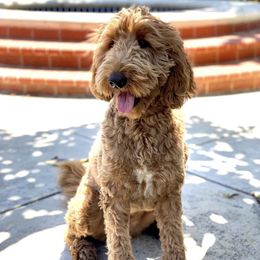 Ginger - Australian Labradoodle