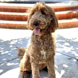 Ginger - Australian Labradoodle