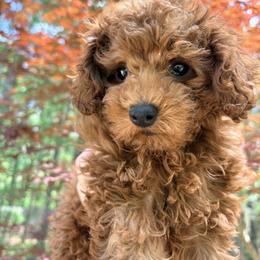 Pekingese, Poodle, and Shih Tzu Puppies from Happy puppies