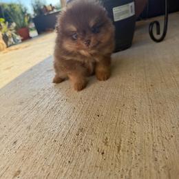 Mars - Chocolate male Pomeranian puppy in Texas from D&C Pomeranians