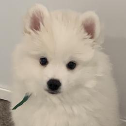 American Eskimo Dogs from Graces'