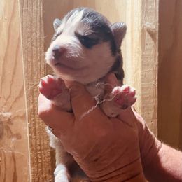 Storm - Black and white male Siberian Husky puppy in Thomasville, Georgia from Southern Blues Siberian Huskies