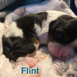 Flint - Tri-color male Cavalier King Charles Spaniel puppy in Sandstone, Minnesota from Peaceful Garden Cavaliers