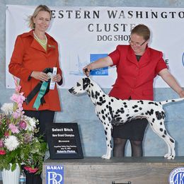 Aspen - Dalmatian