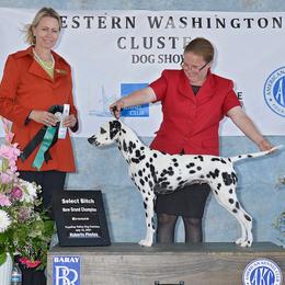 Aspen - Dalmatian