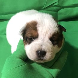 L61-06 - Red speckled male Australian Cattle Dog puppy in Sheridan, Oregon from 6pk Cattledogs