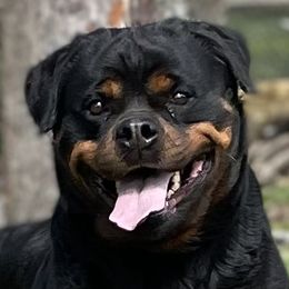 Clara - Rottweiler