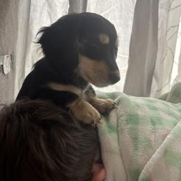 Bubba - Black and cream male Dachshund puppy in Chehalis, Washington from Kelsie Delavergne