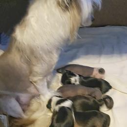 Chihuahua and Chinese Crested Puppies from Western Kentucky Chihuahua’s and Chinese Crested’s
