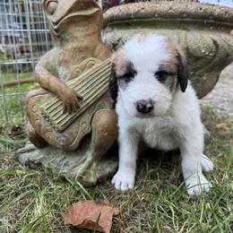 Waverly - Brown and white male Saint Berdoodle puppy in Traverse City, Michigan from Bare Paws Saint Berdoodles