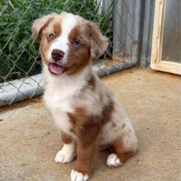 Daisy - Red merle female Miniature Australian Shepherd puppy in Marion, Michigan from Highland Hills Mini Aussies