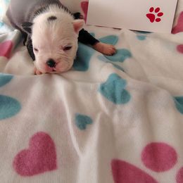 Female 1 - Black and white female Boston Terrier puppy in Headland, Alabama from Crystal Carlisle's Boston Terriers