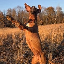 Rhodesian Ridgeback puppies from Bold Move Rhodesian Ridgebacks
