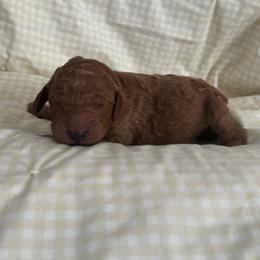 ELMO - Apricot male Poodle puppy in Thornton, Colorado from Shandy Poodle