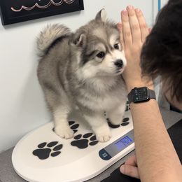 Pomsky Puppies from PomskyParadise